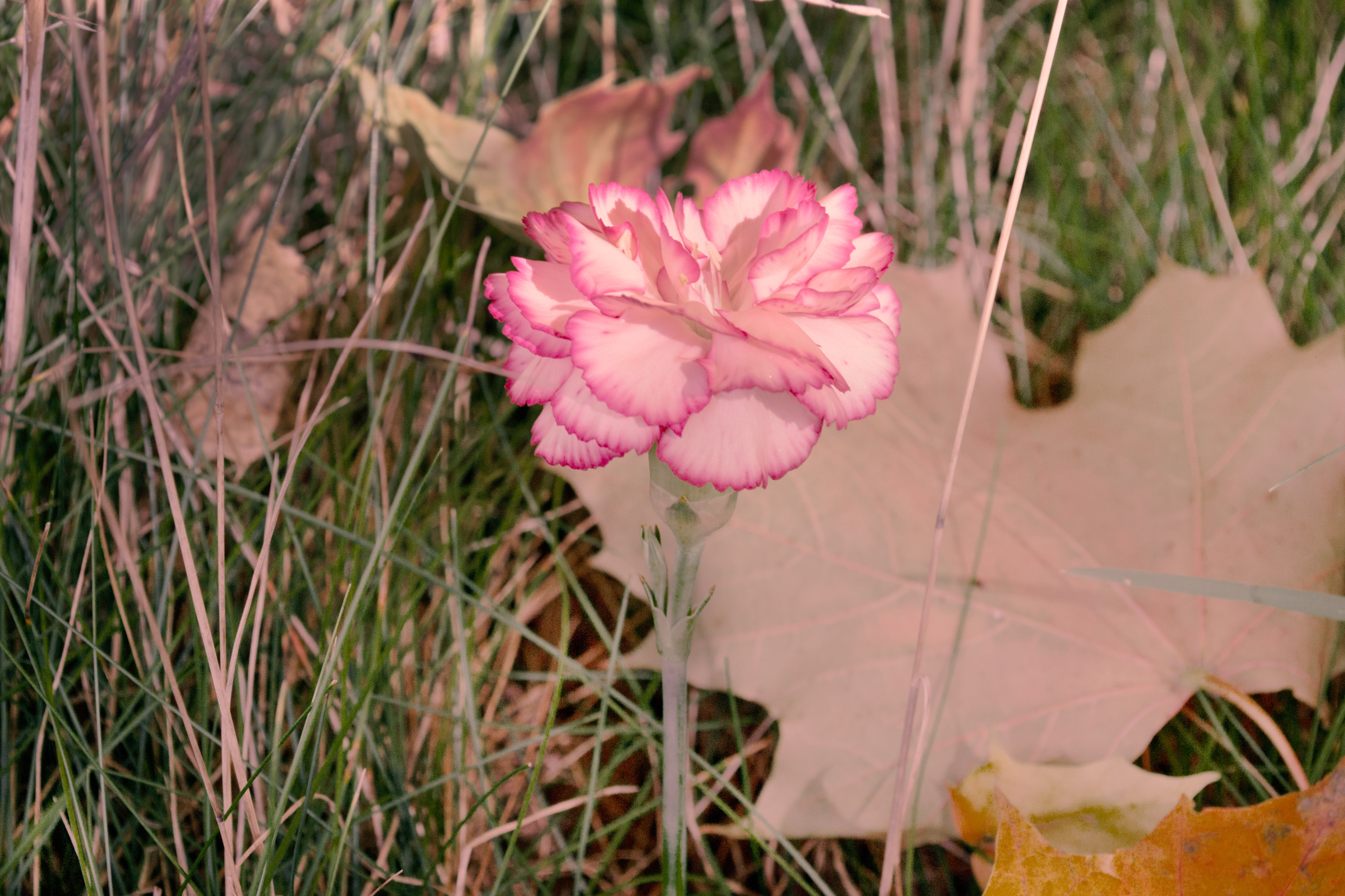 Narrative flower photograph one by Emily Taylor