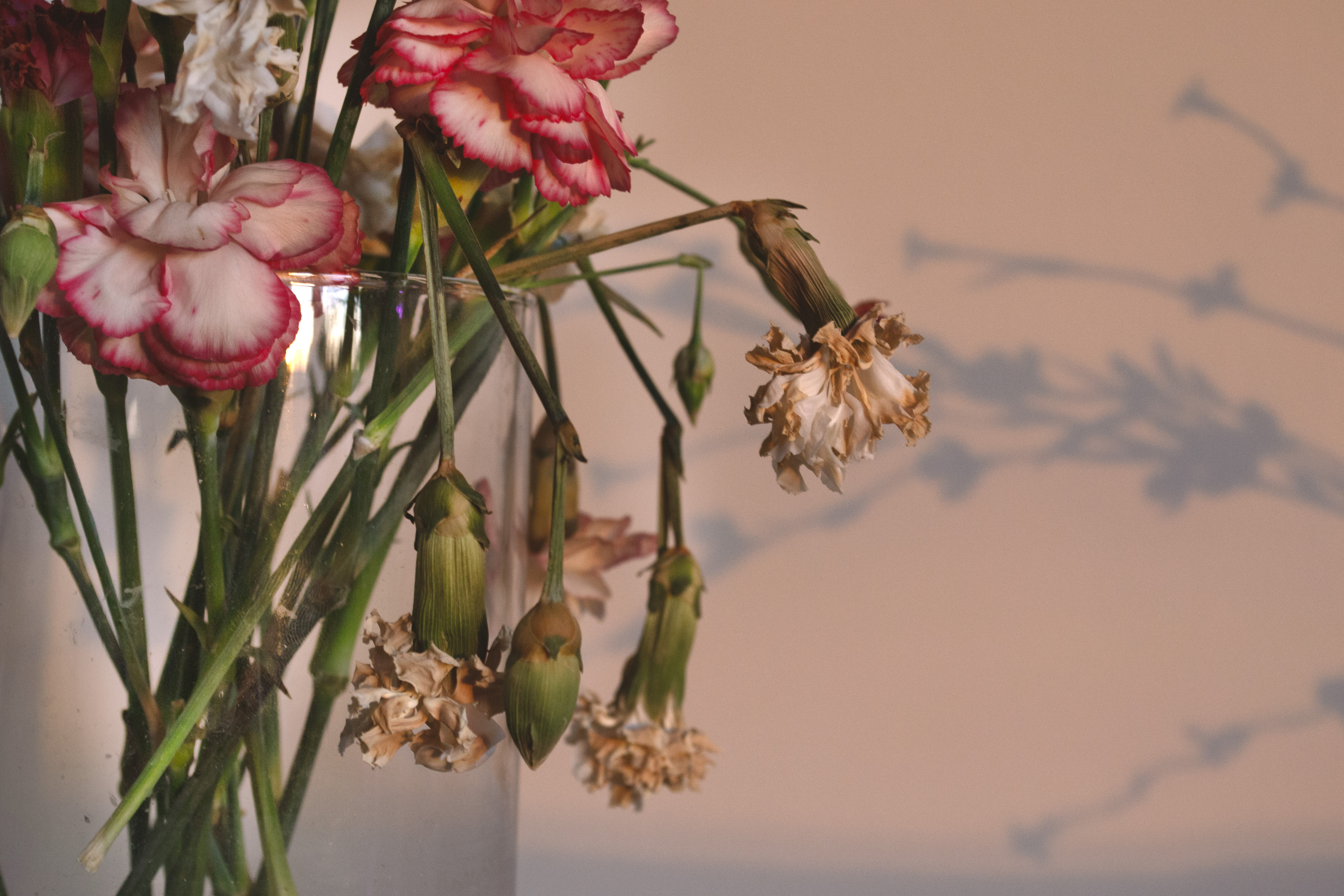 Narrative flower photograph three by Emily Taylor